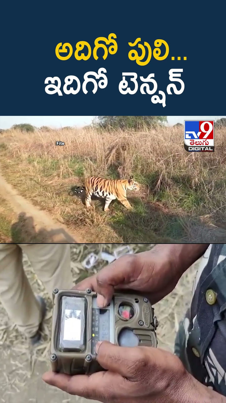 అన్నో పులొచ్చింది.. ఆ ప్రాంతంలో గజ గజ..