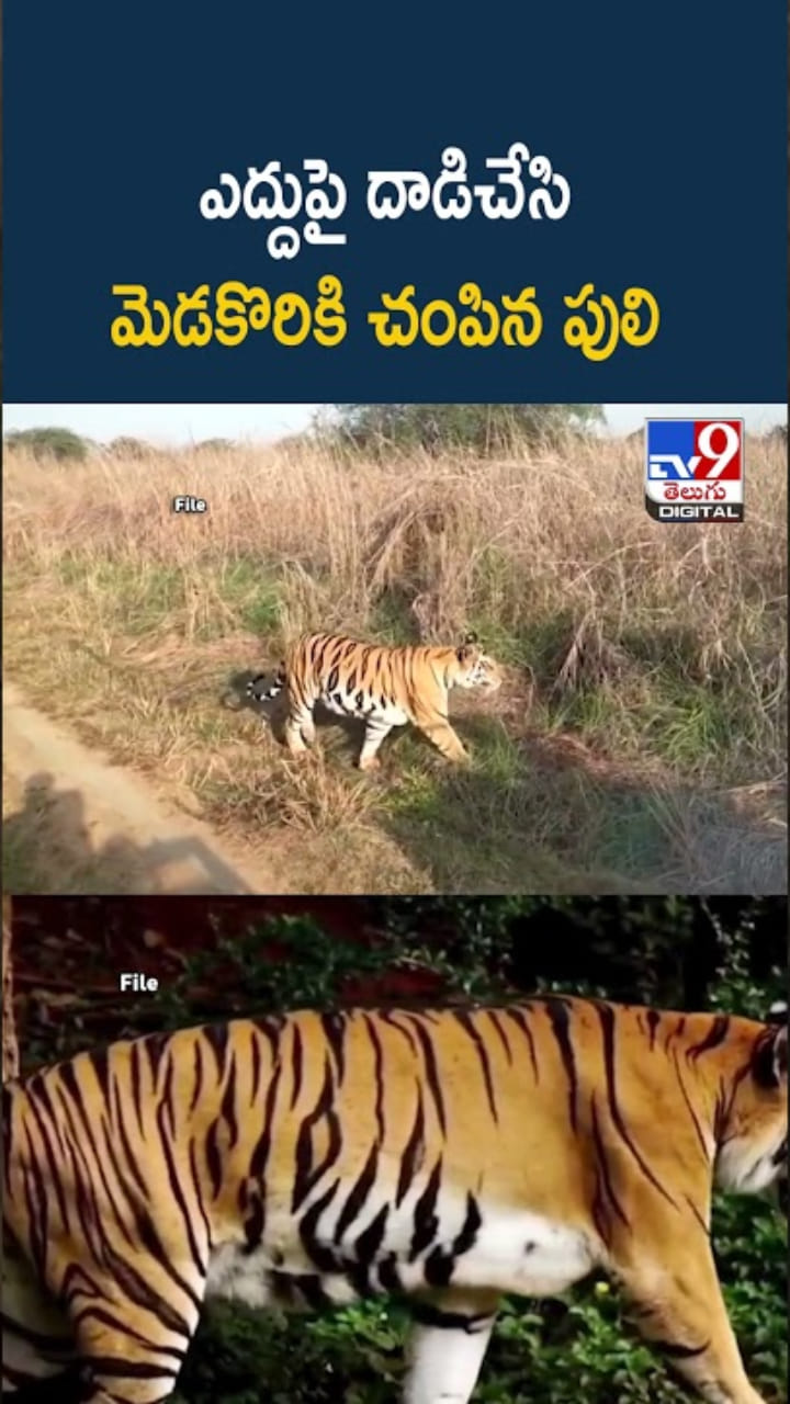 Tiger: ఎద్దుపై దాడిచేసిన పులి.. భయంతో వణికిపోతున్న జనం