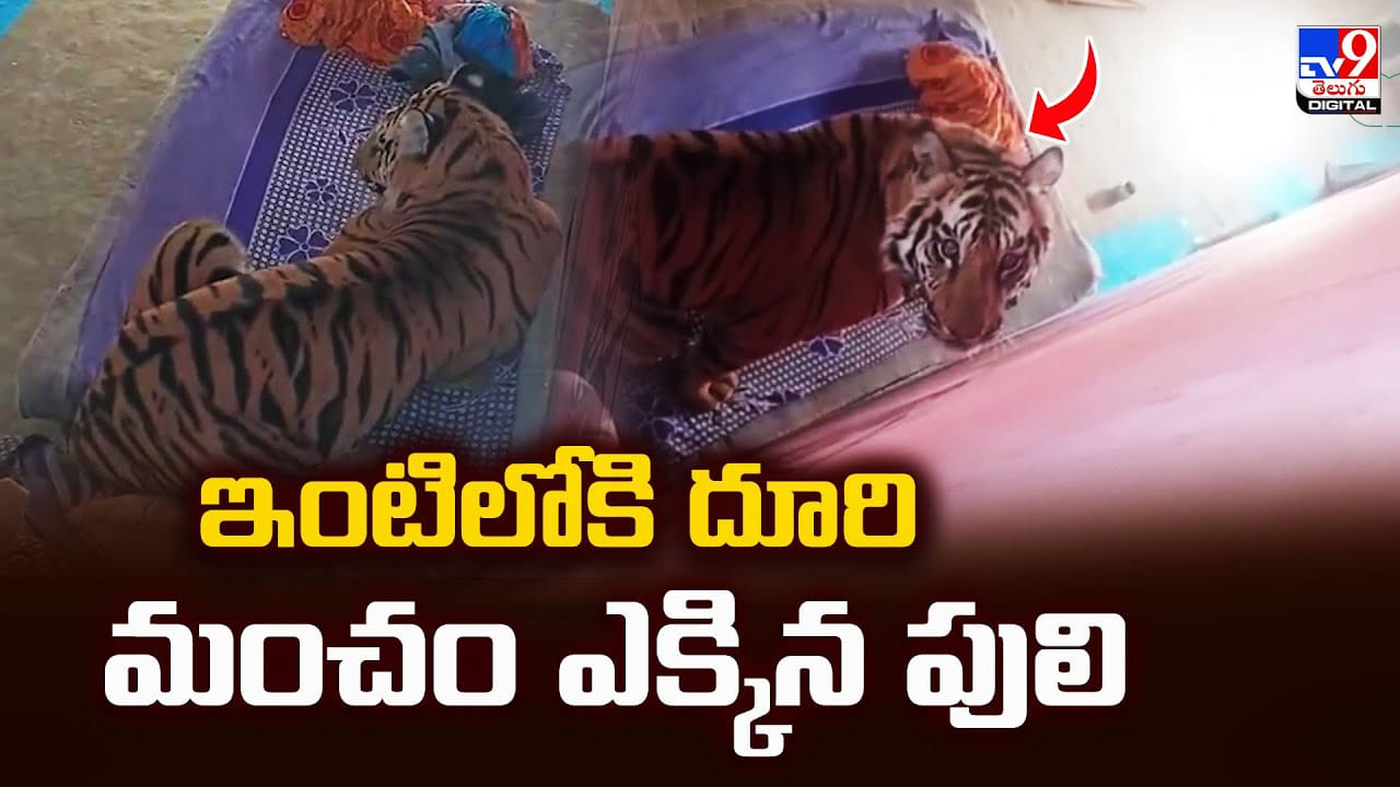 ఇంటిలోకి దూరి మంచం ఎక్కిన పులి