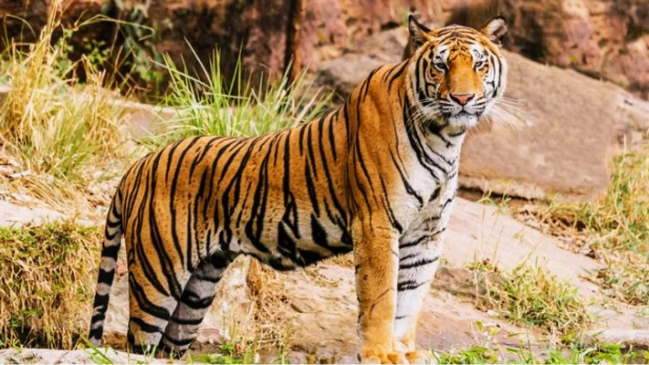 రక్తం మరిగిన బెబ్బులి.. గంటలోనే ఇద్దరు బలి.. ఏడాదిలో ఎంత మందో తెలుసా..?