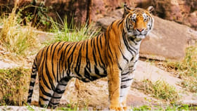 రక్తం మరిగిన బెబ్బులి.. గంటలోనే ఇద్దరు బలి.. ఏడాదిలో ఎంత మందో..