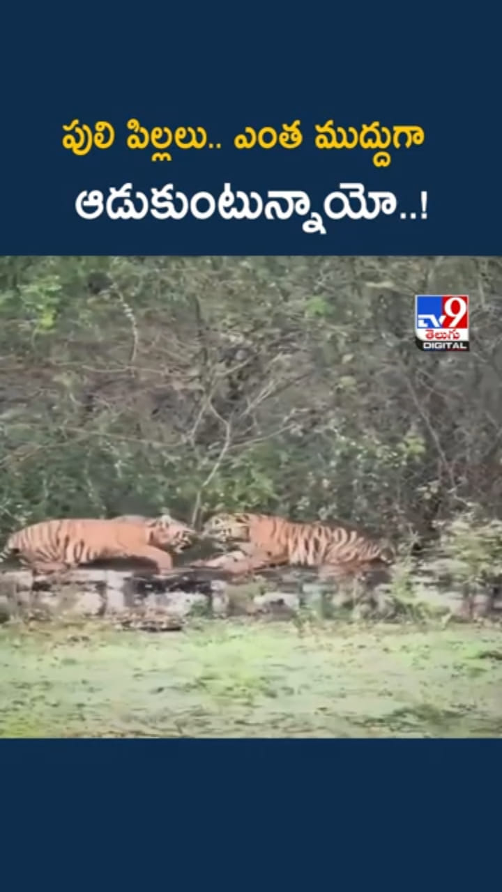 Tiger Cubs: వావ్.. పులి పిల్లలు ఎంత ముద్దుగా ఆడుకుంటున్నాయో..!