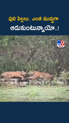 Tiger Cubs: పులి పిల్లలు.. ఎంత ముద్దుగా ఆడుకుంటున్నాయో..!