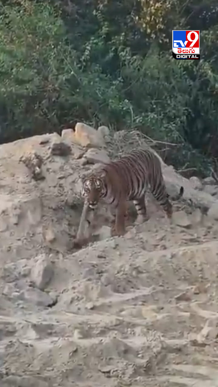బాబోయ్.. కామారెడ్డి జిల్లాలో పెద్దపులి సంచారం..ఇదిగో వీడియో