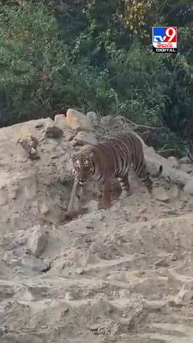 బాబోయ్.. కామారెడ్డి జిల్లాలో పెద్దపులి సంచారం..ఇదిగో వీడియో