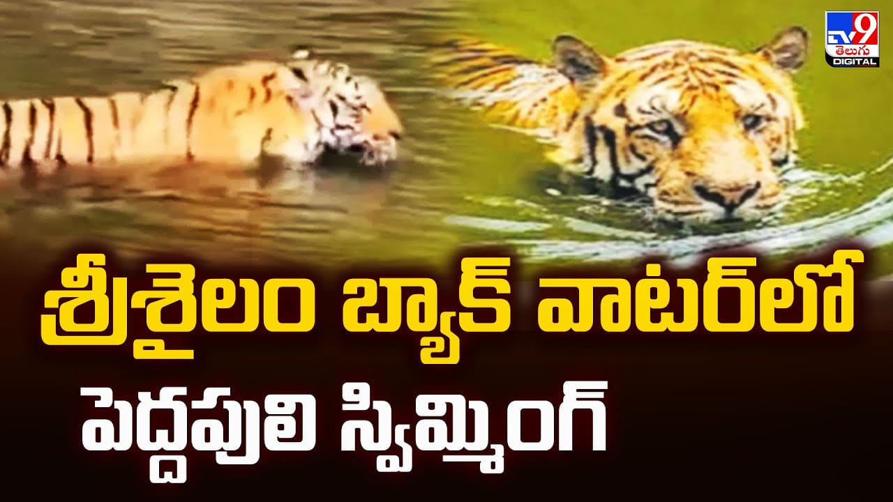 Srisailam: శ్రీశైలం బ్యాక్ వాటర్‌లో పెద్దపులి స్విమ్మింగ్