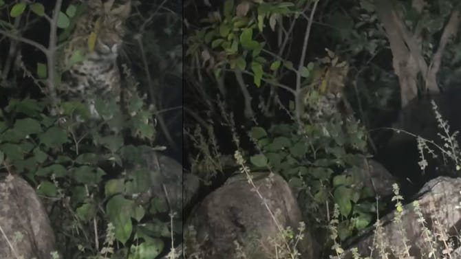 దూరం నుంచి పిల్లో.. గండుపిల్లో అనుకునేరు..కాస్త దగ్గరకెళ్లి చూడగా