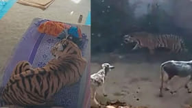 Viral Video: అనుకోని అతిథి...ఇంట్లోకి దూరి మంచంపై రెస్ట్‌...