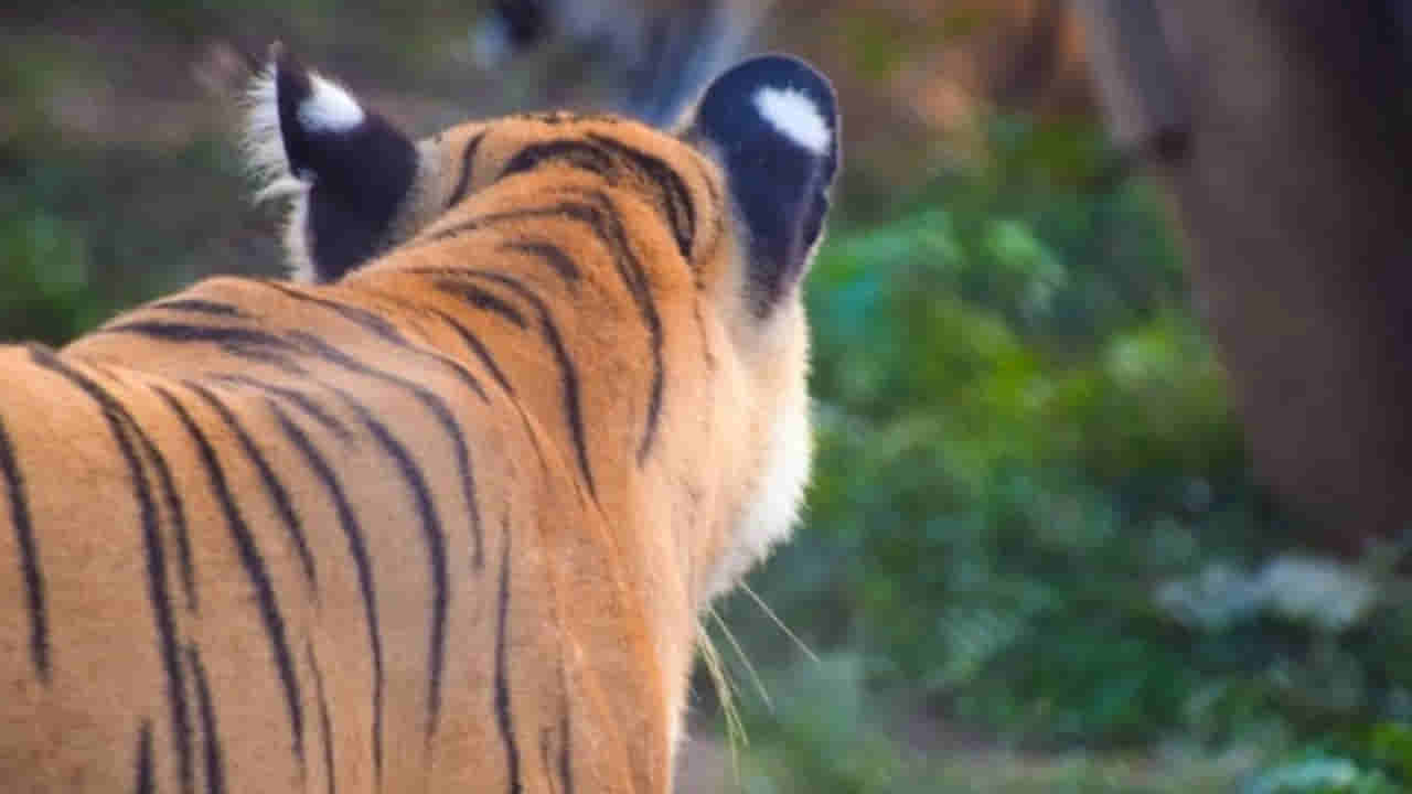 Kurnool: అమ్మో పులి.! దాని గోళ్ల వెనుక ఇంత కథ ఉందా.. తెలిస్తే మ్యాడైపోతారు