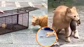 పిల్లికి 