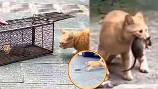 Viral Video: పిల్లికి “హోమ్ డెలివరీ”గా ఎలుక.. తెగ ఎంజాయ్ చేసిన “టామ్ అండ్ జెర్రీ”