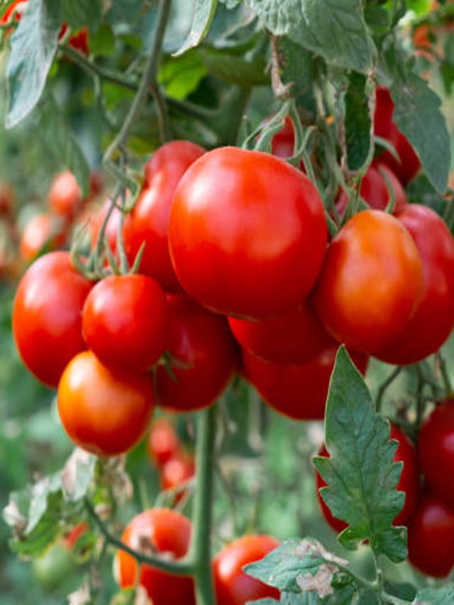 మతిమరుపు తరిమికొట్టే ఎర్ర పండు.. మీరు తింటున్నారా?