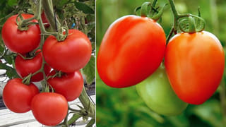 నిమ్మ కాయలు త్వరగా ఎండిపోతున్నాయా? ఇలా చేస్తే ఎక్కువ రోజులు జ్యూసీగా ఉంటాయ్