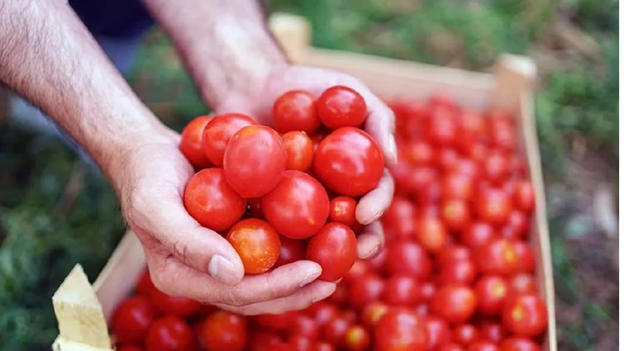 Tomatoes And Kidney Stones Myth