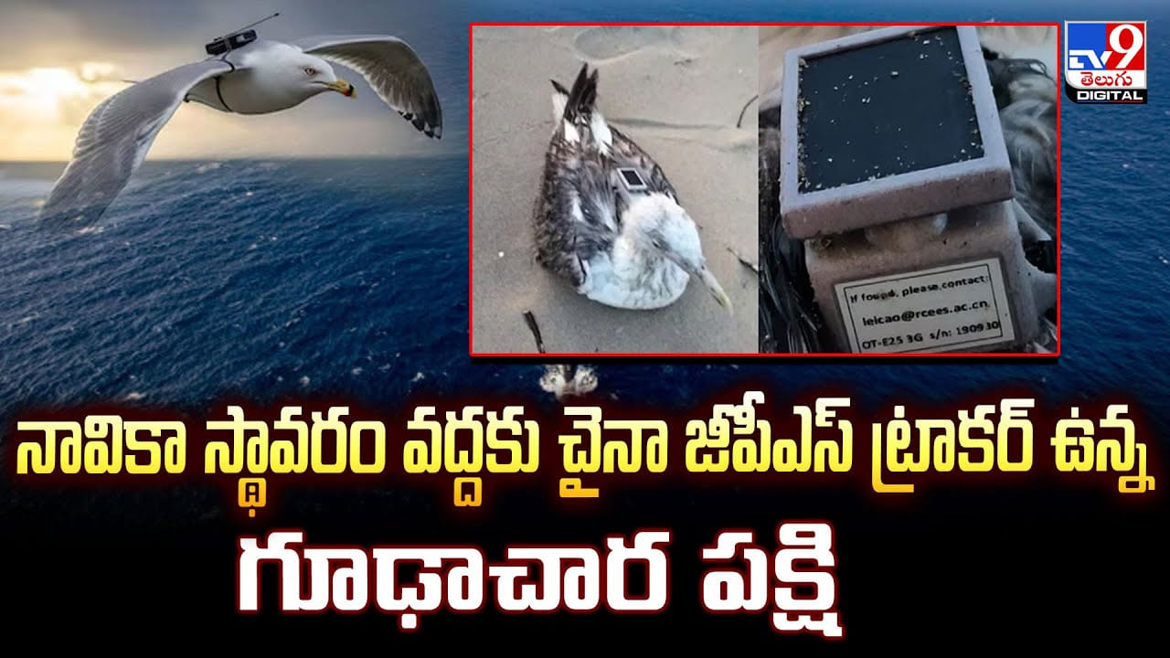 నావికా స్థావరానికి.. చైనా జీపీఎస్ ట్రాకర్‌ ఉన్న గూఢాచార పక్షి