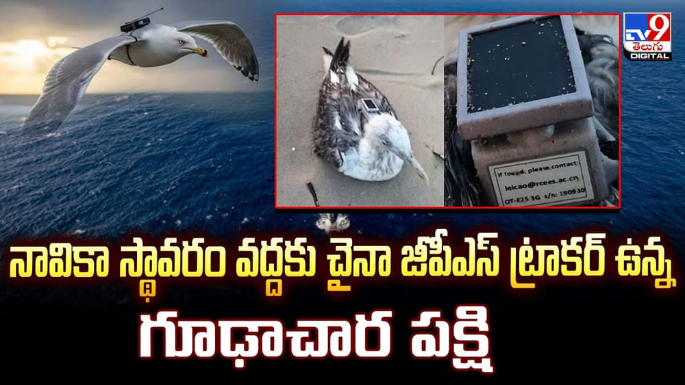 నావికా స్థావరానికి.. చైనా జీపీఎస్ ట్రాకర్‌ ఉన్న గూఢాచార పక్షి