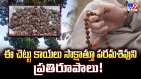 ఈ చెట్టు కాయలు సాక్షాత్తూ పరమశివుని ప్రతిరూపాలు