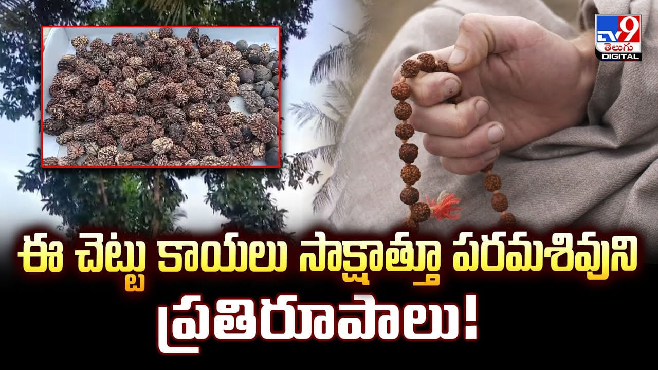 ఈ చెట్టు కాయలు సాక్షాత్తూ పరమశివుని ప్రతిరూపాలు ఈ చెట్టు కాయలు సాక్షాత్తూ పరమశివుని ప్రతిరూపాలు