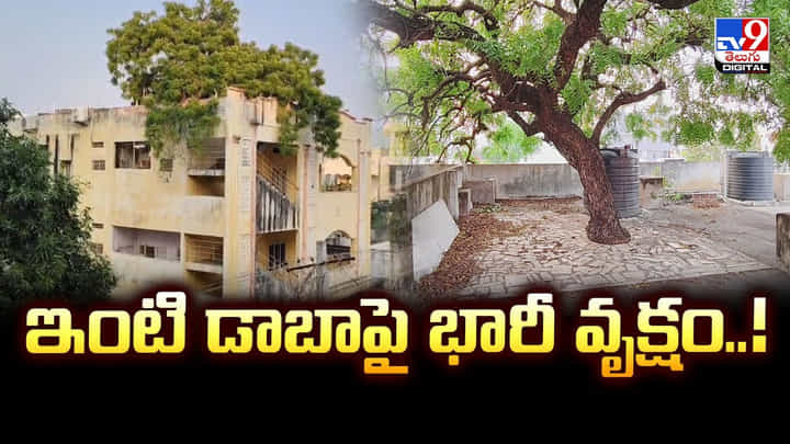 ఇంటి డాబాపై భారీ వేప చెట్టు..! దీని వయస్సు 100 సంవత్సరాలు ఇంటి డాబాపై భారీ వేప చెట్టు..! దీని వయస్సు 100 సంవత్సరాలు