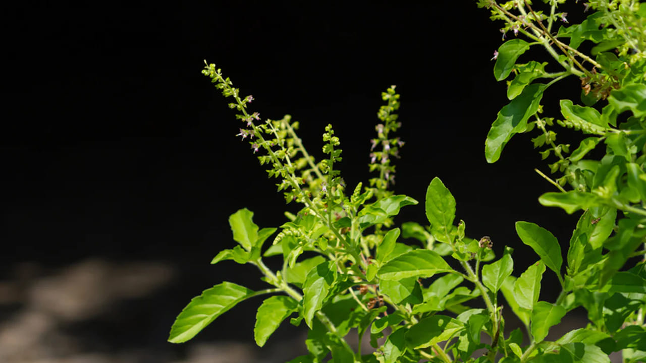 Tulsi