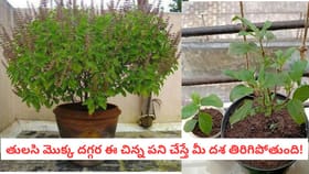తులసి మొక్క వద్ద ఈ చిన్న పని చేస్తే మీ దశ తిరిగిపోతుంది!