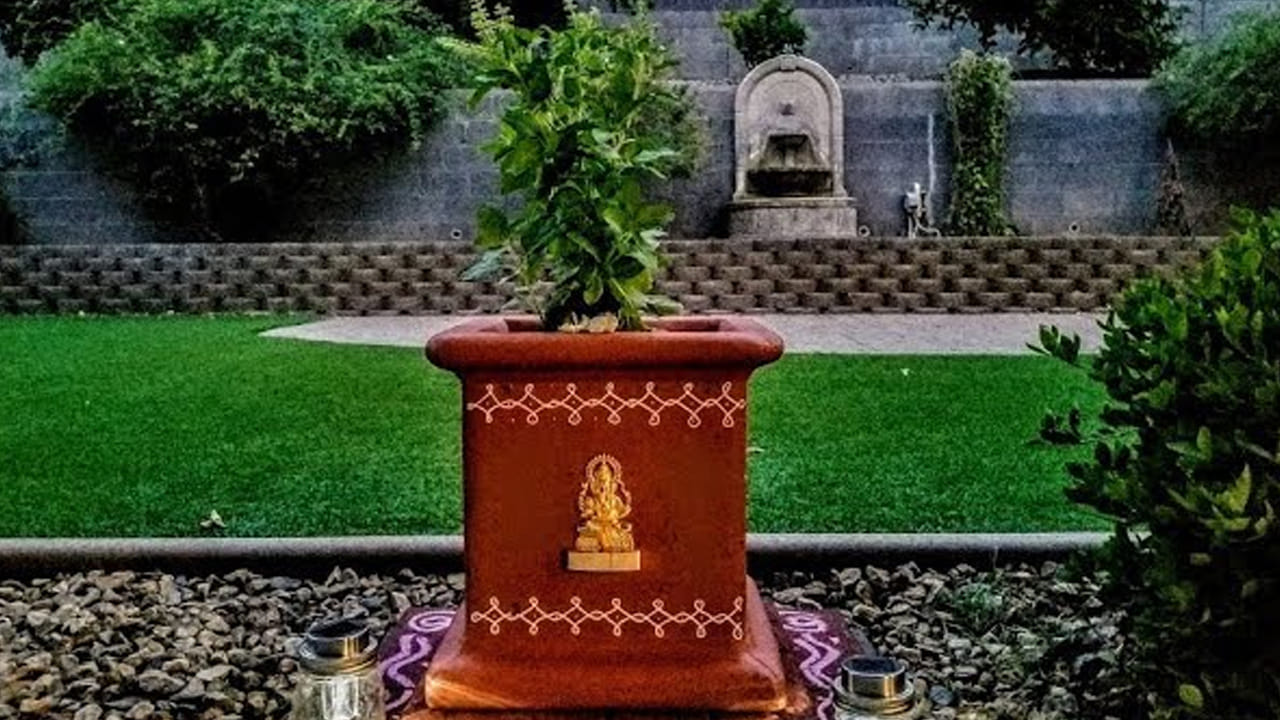 తులసి మొక్క:  తులసి అనేది మతపరమైన ఆరాధన, సూత్రాలతో దగ్గరి సంబంధం కలిగి ఉన్న మొక్క. పవిత్రతకు చిహ్నంగా పరిగణించబడే ఈ మొక్కను ఇంట్లో పెంచి, వారానికొకసారి పూజించడం వల్ల ఇంట్లో సానుకూల శక్తి పెరుగుతుంది. త్వరలో వివాహం జరుగుతుందని నమ్మకం. ఇంట్లో తులసి మొక్కను పెంచడమే కాకుండా, దానిని సరిగ్గా నిర్వహించడం వల్ల మీ వైవాహిక జీవితంలో అడ్డంకులు తొలగిపోయి వివాహానికి అనుకూలమైన పరిస్థితులు ఏర్పడతాయి. నిపుణుల అభిప్రాయం ప్రకారం, ఈ తులసి మొక్కను మీ ఇంటి తూర్పు లేదా ఈశాన్య దిశలో ఉంచడం మంచిది!