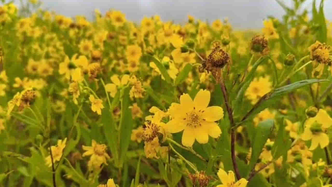 అబ్బ.. చూసేందుకు రెండు కళ్ళు చాలవు.. ఆంధ్రా ఊటీ చూడాలనుకుంటే ఇప్పుడే చూసేయండి..