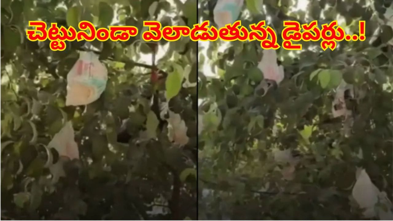 Viral Video: వారణాసిలో వింత దృశ్యం..! బనారస్లో చెట్టునిండా వెలాడుతూ విచిత్రమైన..