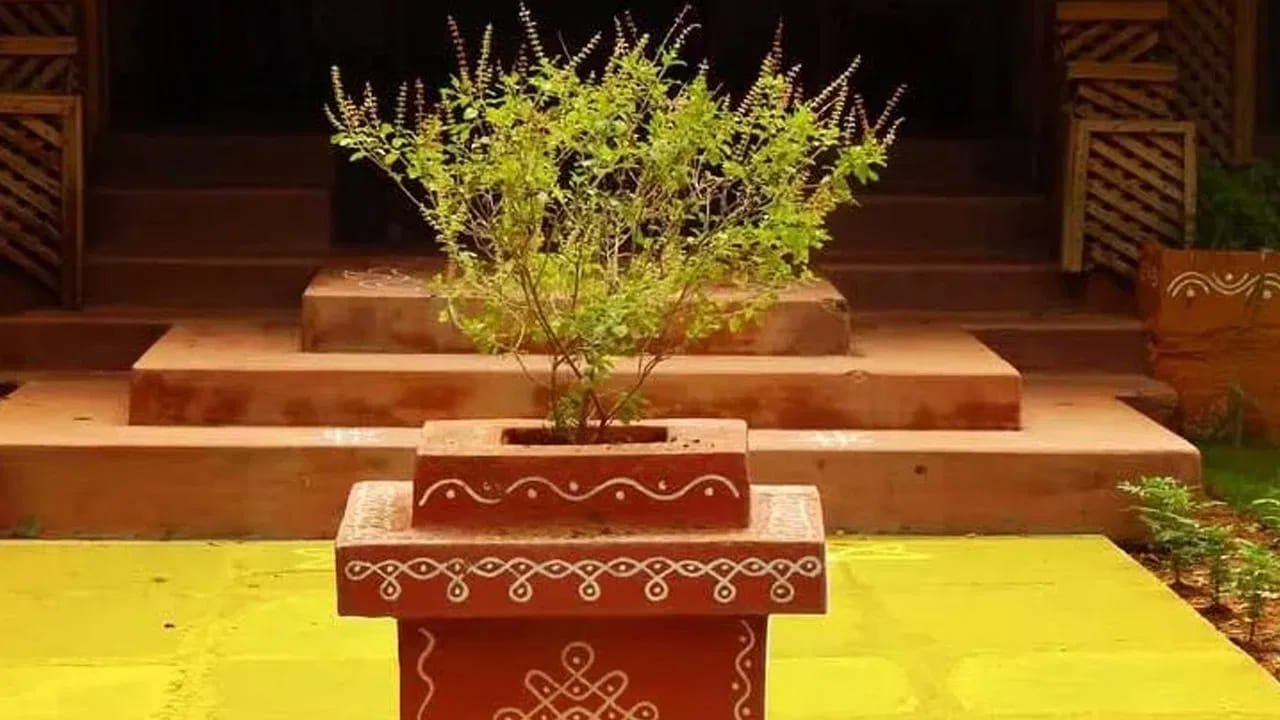 వాస్తు శాస్త్రం ప్రాకారం, తులసి చెట్టు లక్ష్మీదేవి స్వరూపంగా భావించి ప్రతి రోజూ తులసి మొక్కను పూజిస్తుంటారు. అయితే ఇంటికి అదృష్టాన్ని తీసుకొచ్చే తులసి మొక్క ఇంటికి ఈశాన్యం దిశలో నాటడం వలన ఆరోగ్యమే కాకుండా, సంపద కూడా పెరుగుతుందని చెబుతున్నారు వాస్తు శాస్త్ర పండితులు.