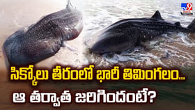 సిక్కోలు తీరంలో భారీ తిమింగలం...ఆ తర్వాత జరిగిందంటే? వీడియో