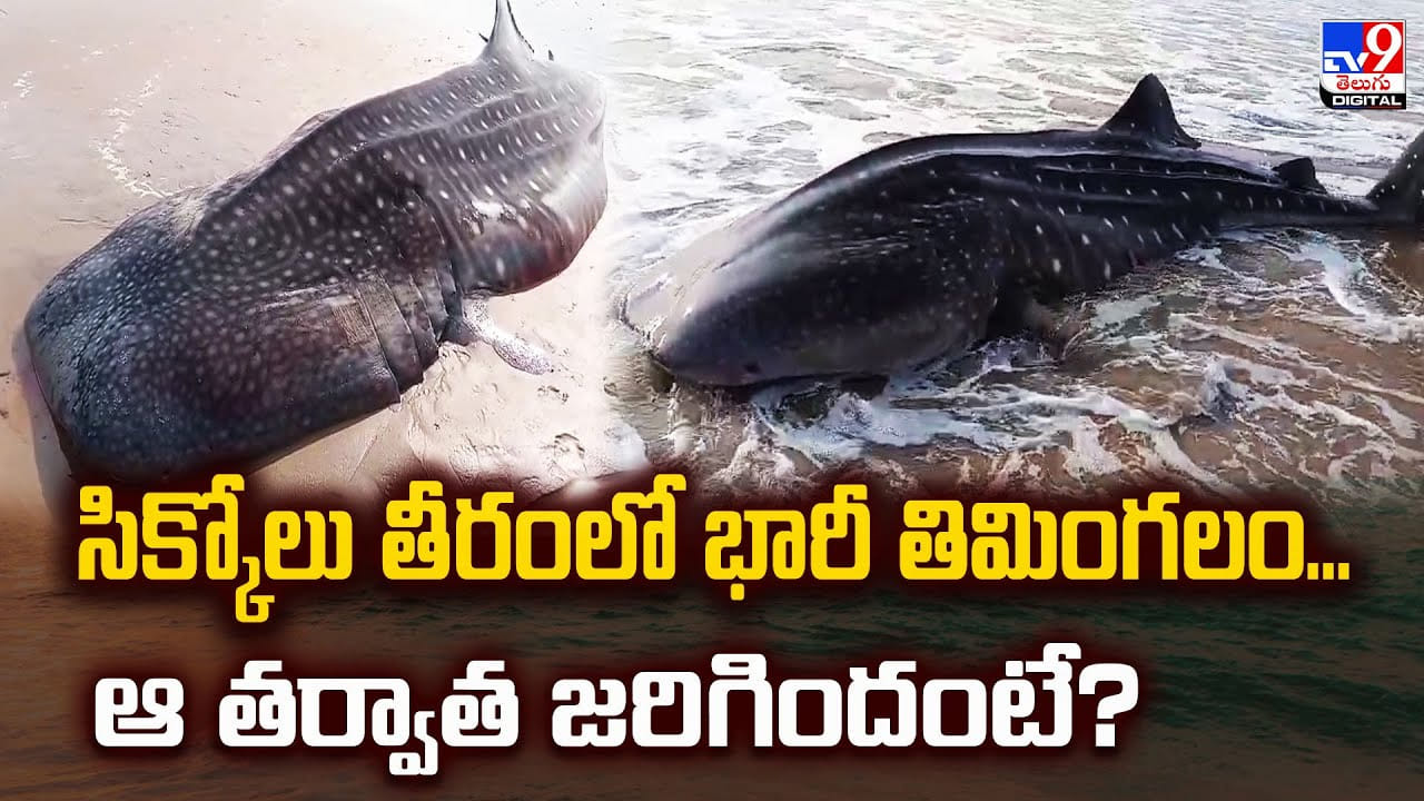 సిక్కోలు తీరంలో భారీ తిమింగలం...ఆ తర్వాత జరిగిందంటే? వీడియో