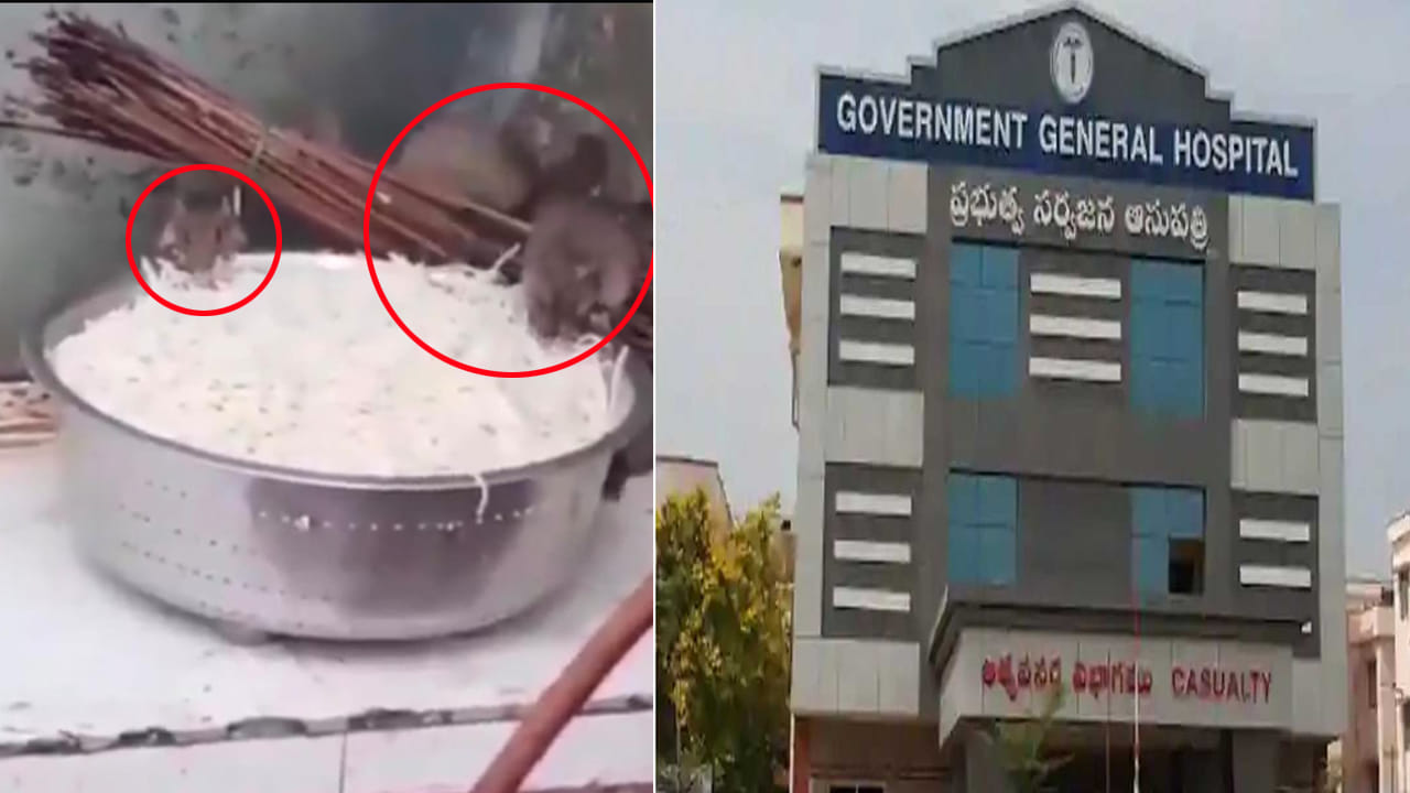 Watch: విజయవాడ GGH 'ఆకలి రాజ్యం'లో ఎలుకల స్వైర విహారం.. నూడిల్స్ తింటూ ఎంజాయ్‌! వీడియో వైరల్