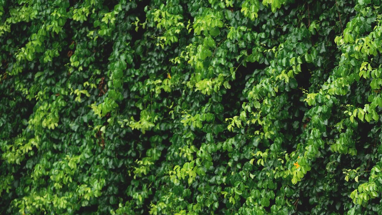 దట్టంగా పెరుగుతున్న తీగలు: మీ ఇంటి చుట్టూ నేలకు దగ్గరగా పెరిగే తీగలు ఉంటే, ఆ ప్రదేశాలకు పాములు వచ్చే అవకాశం ఎక్కువగా ఉంటుంది. ఎందుకంటే అలాంటి ప్రదేశాలలో, అవి నేలకు దగ్గరగా దాక్కుని సురక్షితంగా ఉండగలవు. ముఖ్యంగా, ఆకుపచ్చ పాములు ఎక్కువగా ఉంటాయి. తీగ కూడా ఆకుపచ్చగా ఉంటుంది. పాము కూడా ఆకుపచ్చగా ఉంటుంది. కాబట్టి పెద్దగా తేడా లేదు.