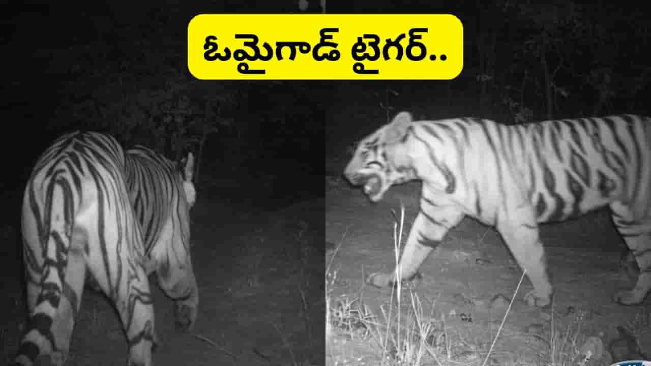 Watch: పశువులను మేపుతుండగా ఒక్కసారిగా దూసుకొచ్చిన పెద్దపులి.. తెలివిగా కాపరి ఏం చేశాడో చూడండి..