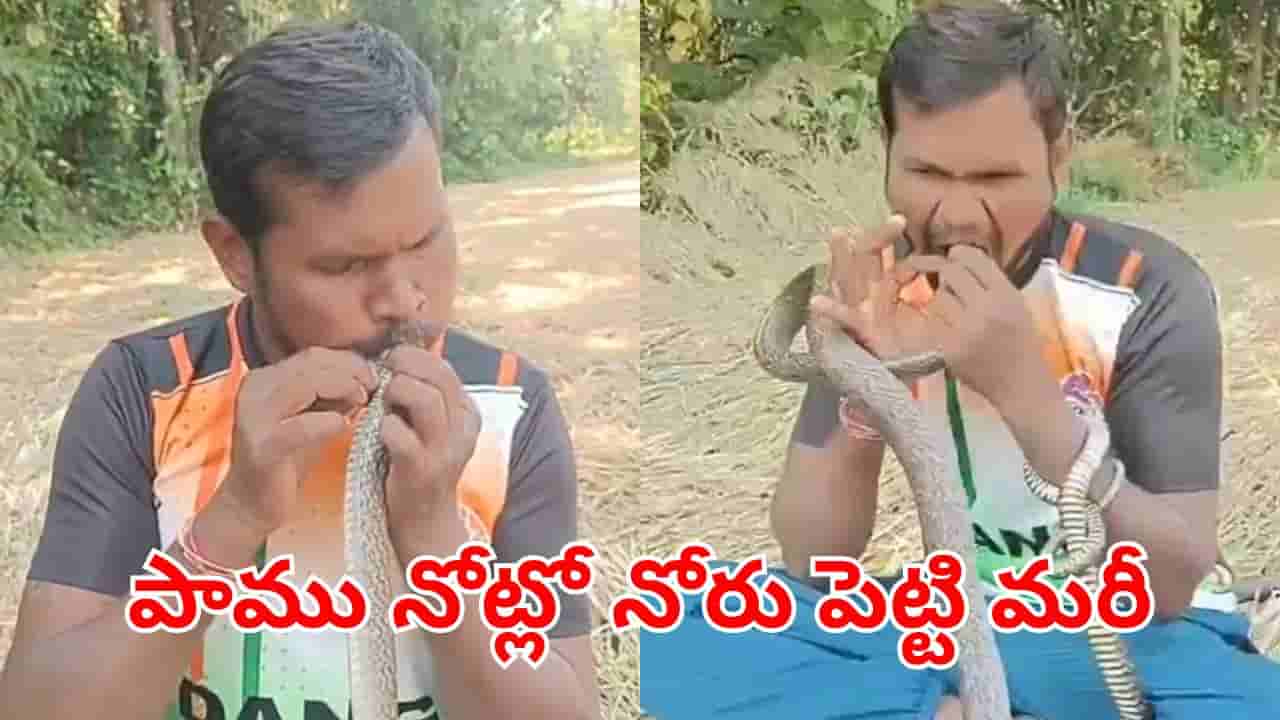 Watch Video: నోట్లో నోరు పెట్టి మరీ.. ప్రాణాలు హరించే పాముకు జీవం పోసిన యువకుడు.. నువ్వు దేవుడు సామి!