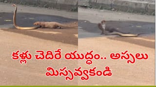 Watch Video: వామ్మో.. అదేం పట్టుడక్కా.. పాములకే చుక్కలు చూపించావ్‌గా.. వీడియో చూస్తే..