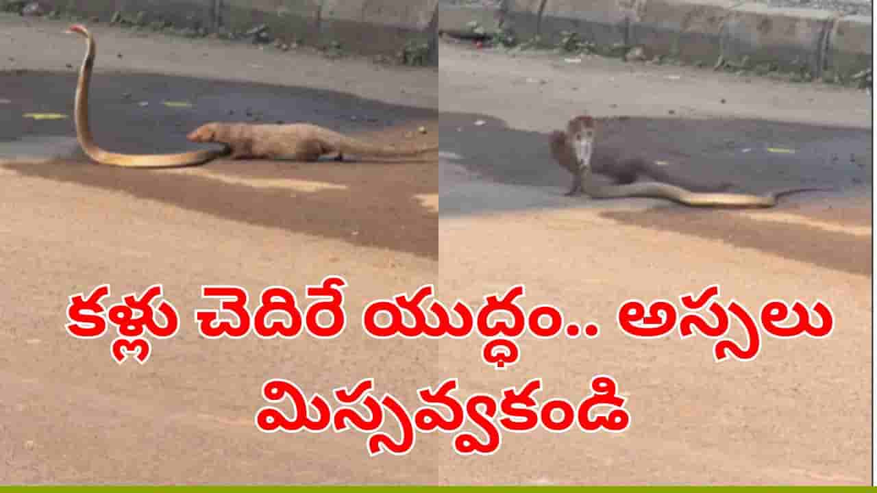 Viral Video: అబ్బా ఏం ఫీల్ ఉంది మావా.. నడిరోడ్డుపై కోబ్రా వర్సెస్ మంగూస్ ఫైట్.. సినిమాను మించిన థ్రిల్ పక్కా..