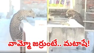 Video: ఒడ్డుకు కొట్టుకొచ్చిన భారీ తిమింగళం.. అంతకుముందే వలలో చిక్కి.. వీడియో వైరల్..