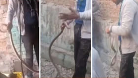 ఇంటి గోడ నుంచి వింత శబ్దాలు.. ఏంటని చూడగా..