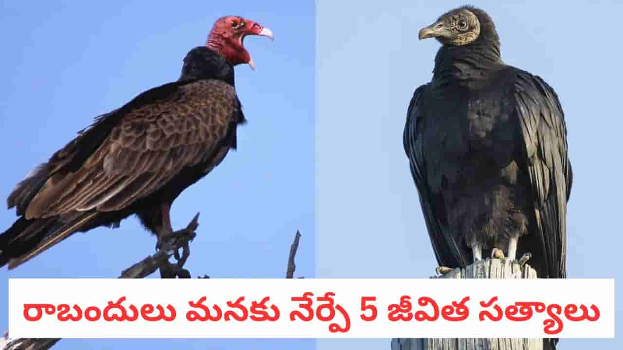 Vulture Wisdom: మనుషుల్ని సైతం పీక్కుతినే రాబందులు.. మనకు నేర్పే జీవిత పాఠాలివి..
