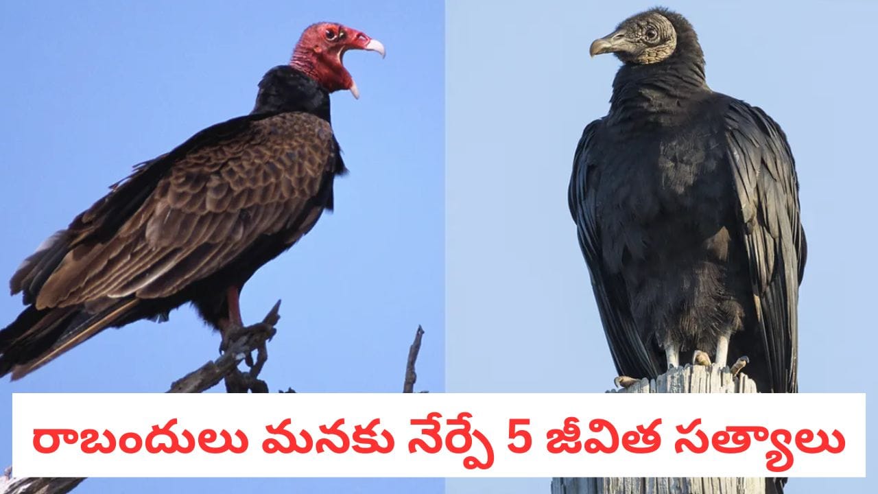 Vulture Wisdom: మనుషుల్ని సైతం పీక్కుతినే రాబందులు.. మనకు నేర్పే జీవిత పాఠాలివి..