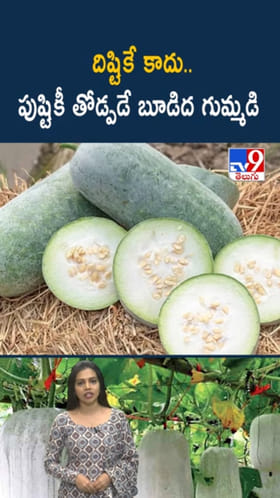 దిష్టికే కాదు పుష్టికి కూడా.. బూడిద గుమ్మడితో బోలెడు బెనిఫిట్స్..!