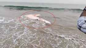 యారాడ తీరానికి అనుకోని అతిథి..!