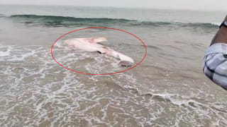 Andhra: ఇక్కడ 7 వారాలు ఏడేసి సార్లు చొప్పున ప్రదక్షిణలు చేస్తే కోరిన కోర్కెలు తీరుతాయట