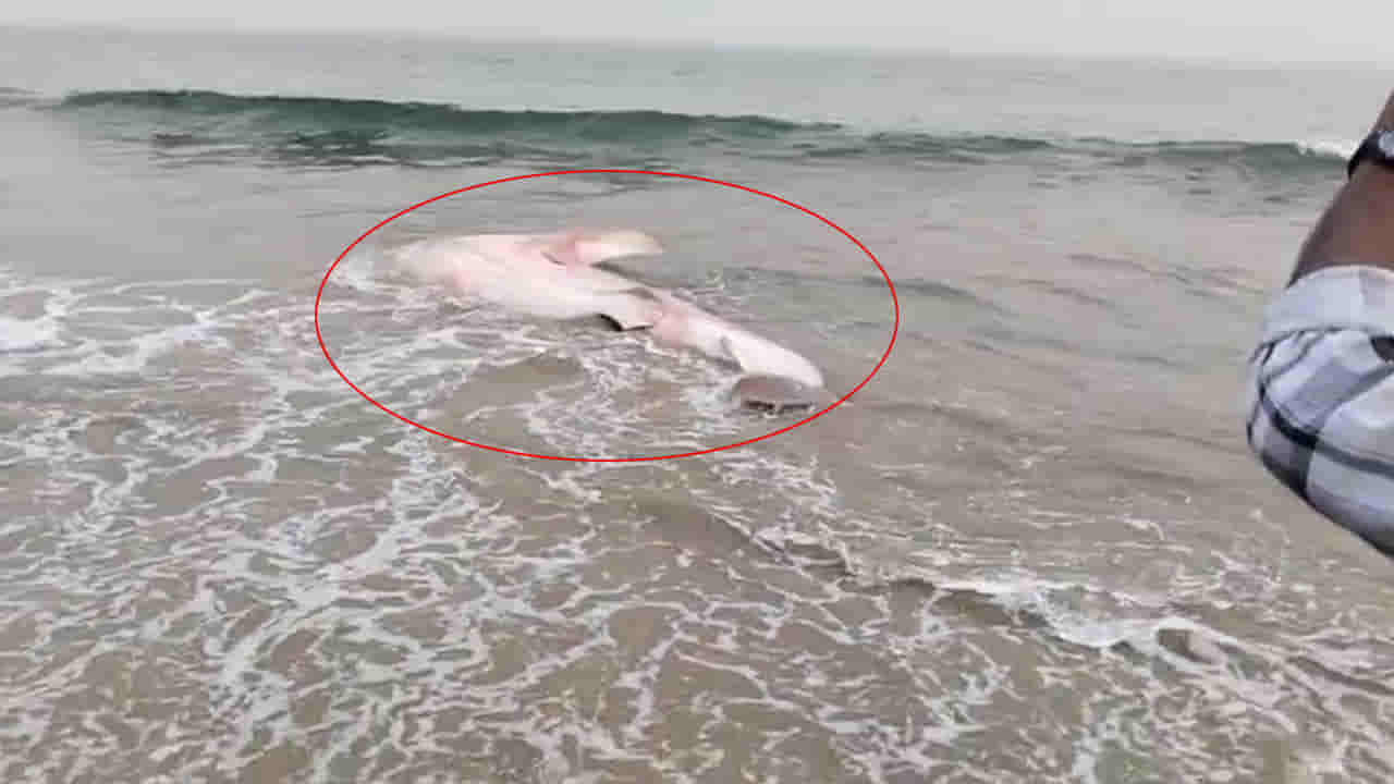 Vizag: యారాడ తీరానికి కొట్టుకువచ్చిన అనుకోని అతిథి.. కానీ కాసేపటికే..!