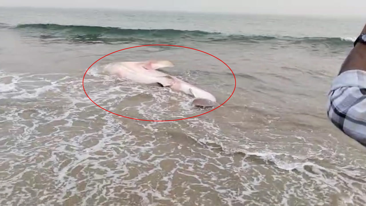 Vizag: యారాడ తీరానికి కొట్టుకువచ్చిన అనుకోని అతిథి.. కానీ కాసేపటికే..!