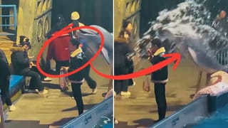 Viral Video: అడవిలో పోరాటం ఇట్టా ఉంటది.. మొదటి సీన్ ఇది.. అంతిమంగా..