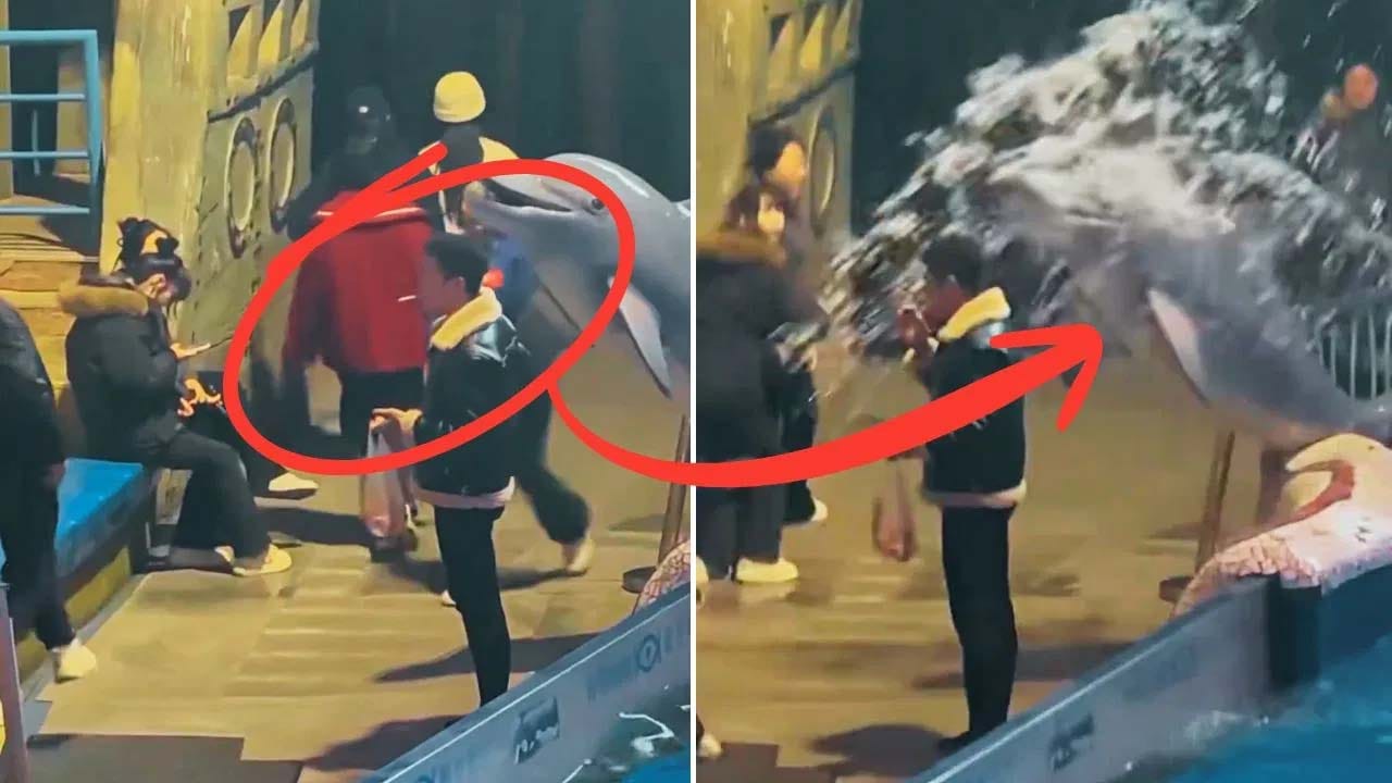 Watch: అక్వేరియంలోకి వెళ్లి.. రూల్స్ బ్రేక్ చేస్తే గిట్లుంటది.. తిక్క కుదుర్చిన తిమింగళం..!