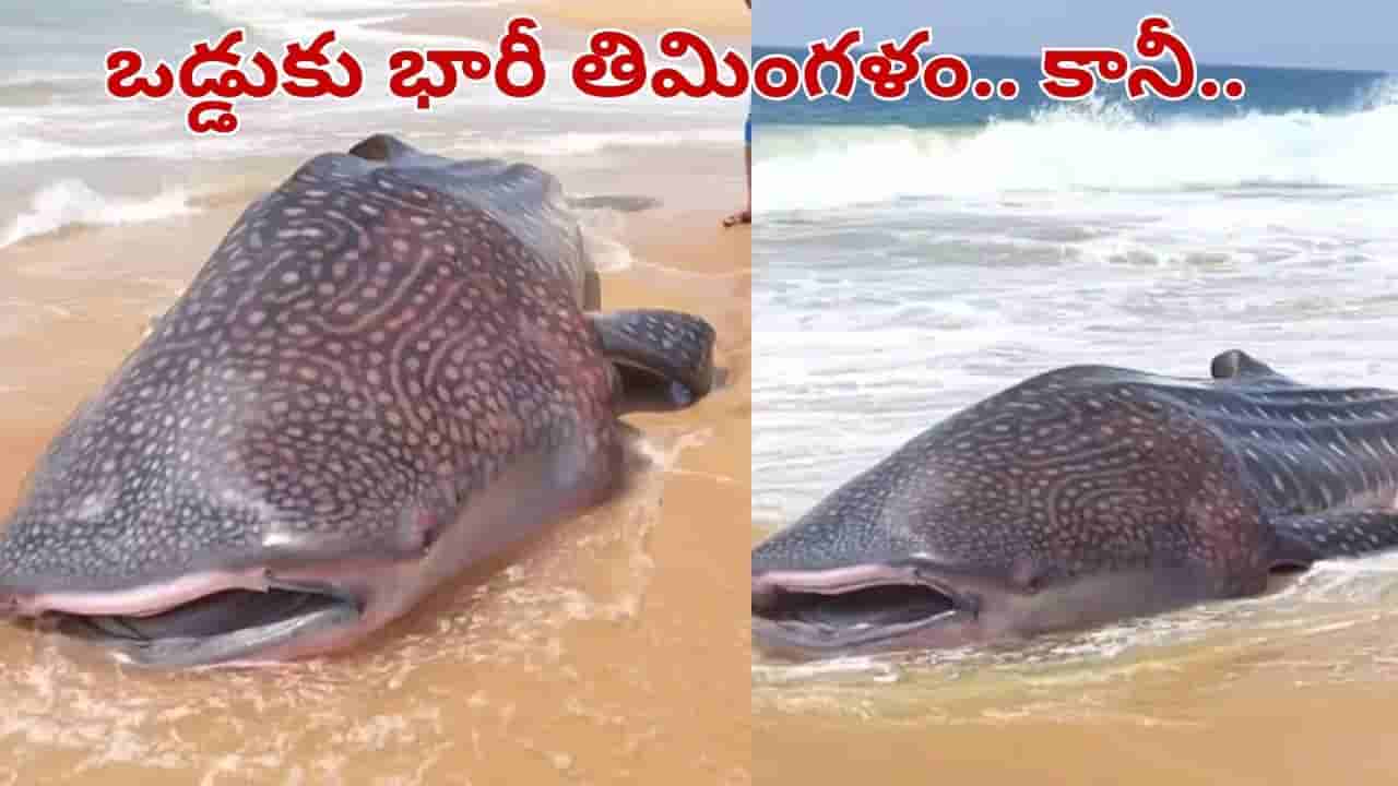 Video: ఒడ్డుకు కొట్టుకొచ్చిన భారీ తిమింగళం.. అంతకుముందే వలలో చిక్కి.. వీడియో వైరల్..