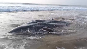 వామ్మో.. సముద్ర తీరానికి కొట్టుకొచ్చిన భారీ తిమింగలం